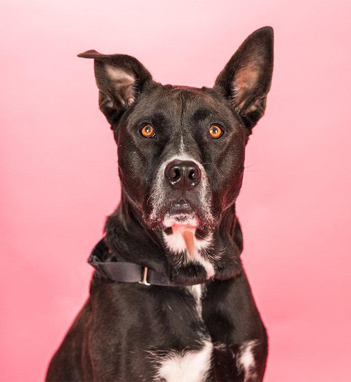 Adopt a friend: Sheila